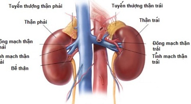 Các hình ảnh loại bệnh