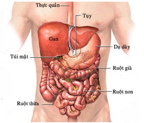 Các hình ảnh loại bệnh